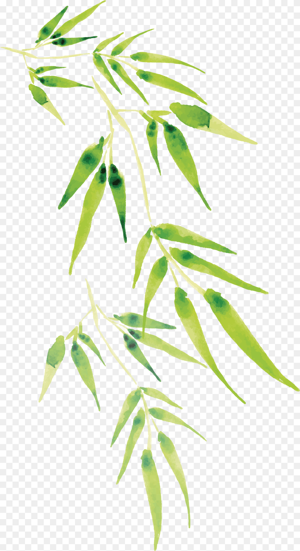 Cartoon Transparent Bamboo, Herbal, Herbs, Leaf, Plant Free Png Download