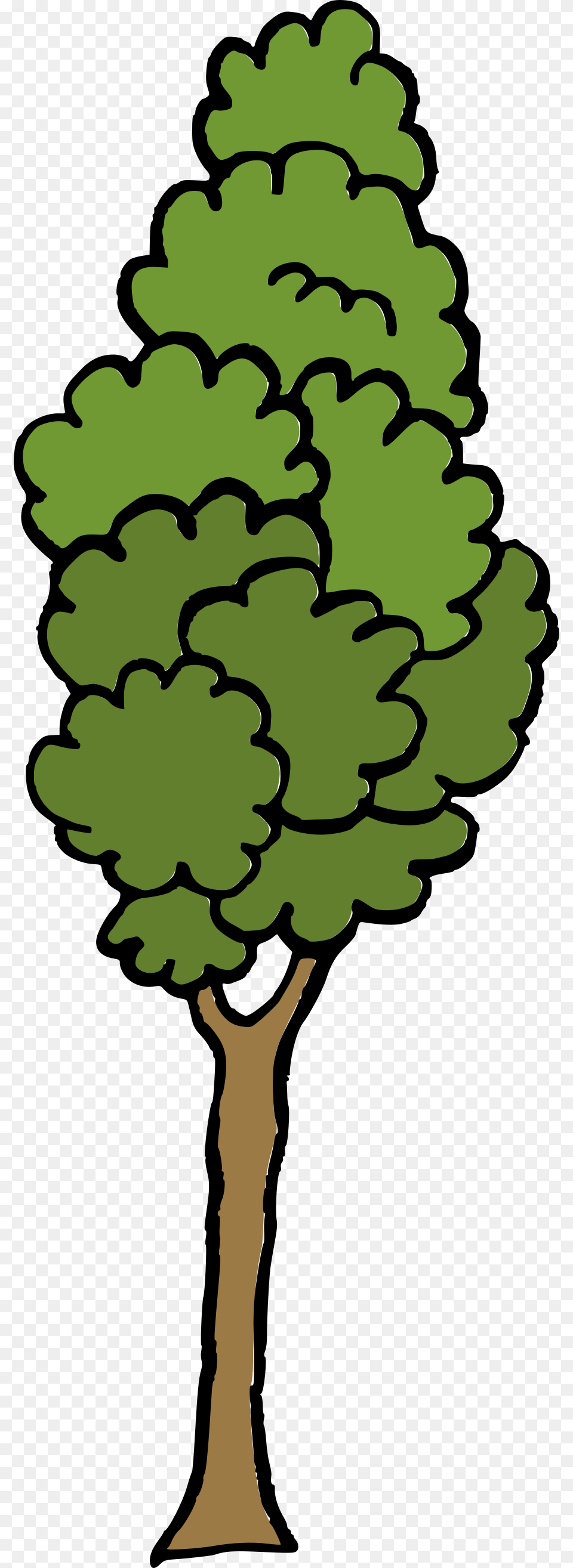 Cartoon Tree, Conifer, Plant, Person, Oak Png