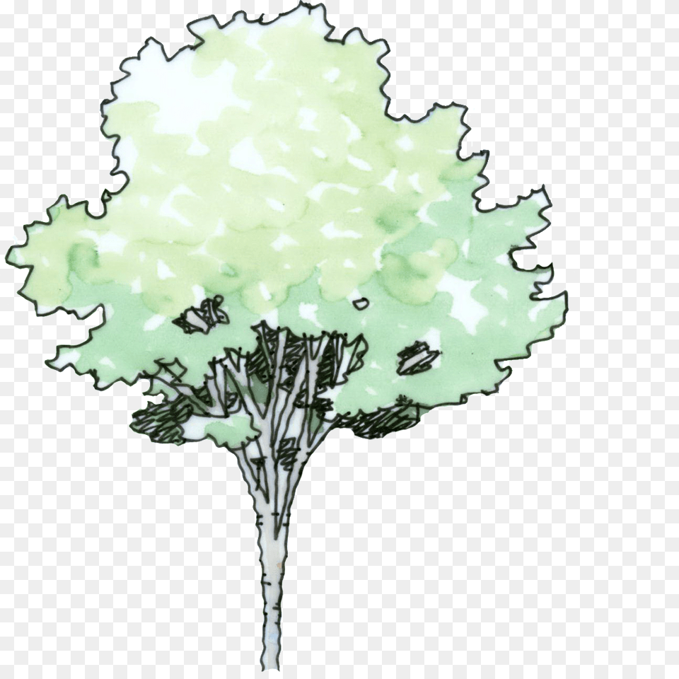 Cartoon Trees Hand Drawn Download Vector, Art, Plant, Tree, Painting Png Image