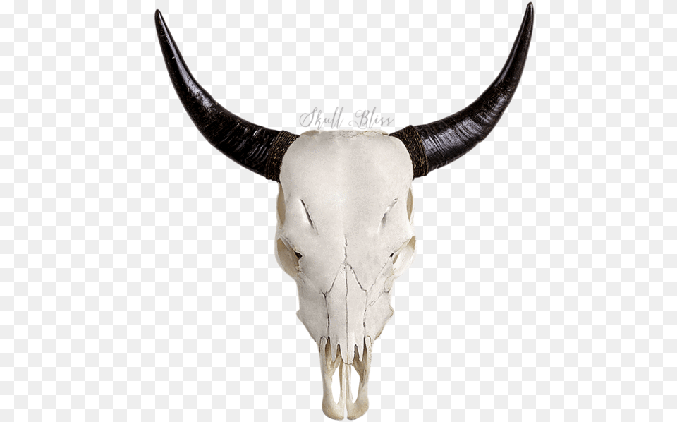 Carved Cow Skull Xl Horns Cow Skull, Animal, Bull, Mammal, Cattle Free Png Download