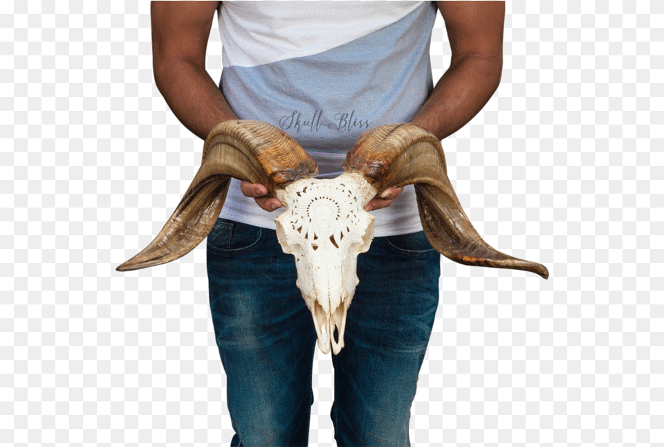 Carved Ram Skull Bull Bull, Clothing, Jeans, Pants, Person Free Png Download
