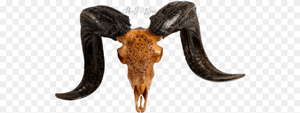 Carved Ram Skull Horn Png Image