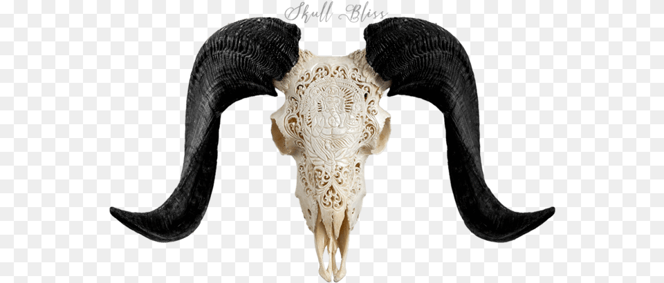 Carved Ram Skull Horn, Animal, Bull, Mammal, Livestock Free Transparent Png