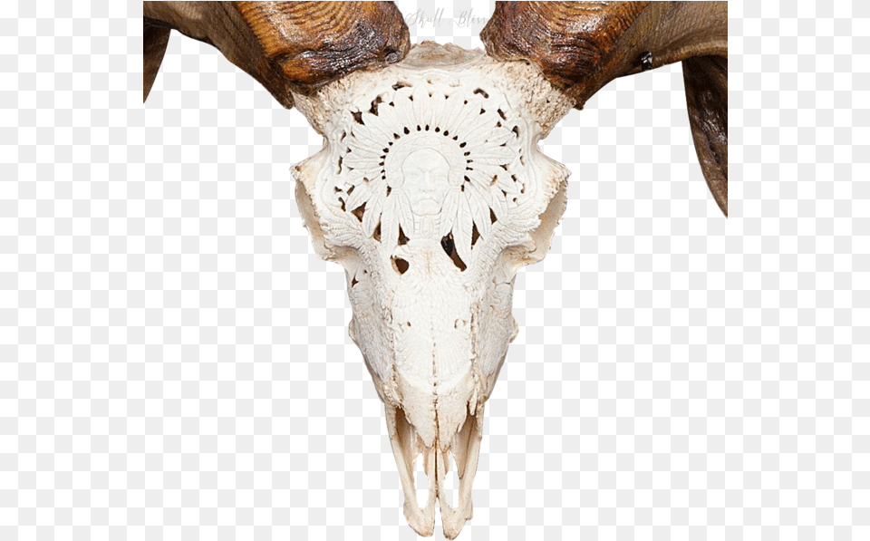 Carved Ram Skull Ram Skull, Animal, Seashell, Invertebrate, Sea Life Png