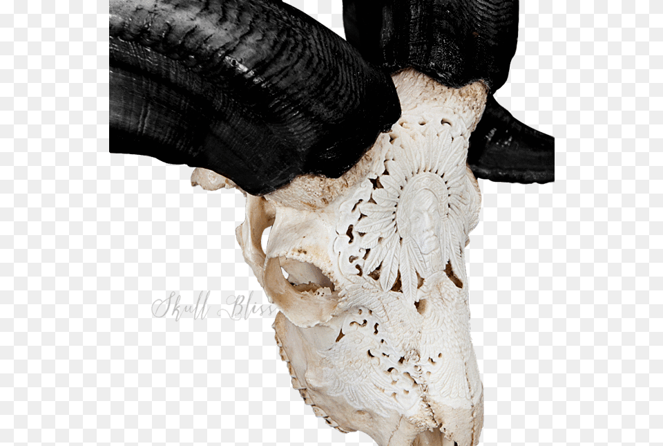 Carved Ram Skull Sculpture, Adult, Female, Person, Woman Png