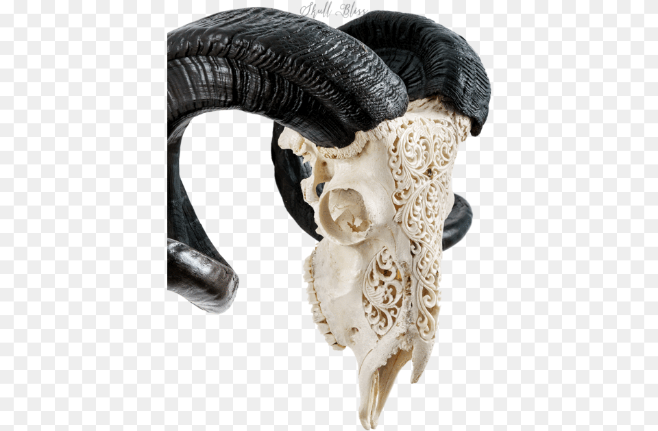 Carved Ram Skull Skull, Ivory, Electronics, Hardware, Adult Free Png