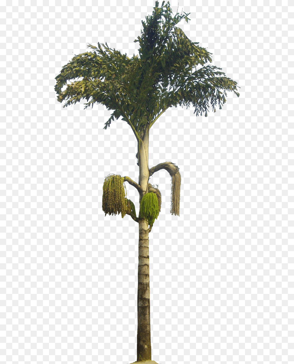 Caryota Urens Kithul Tree Caryota Urens Highresolution Caryota Urens, Palm Tree, Plant, Tree Trunk, Potted Plant Free Transparent Png