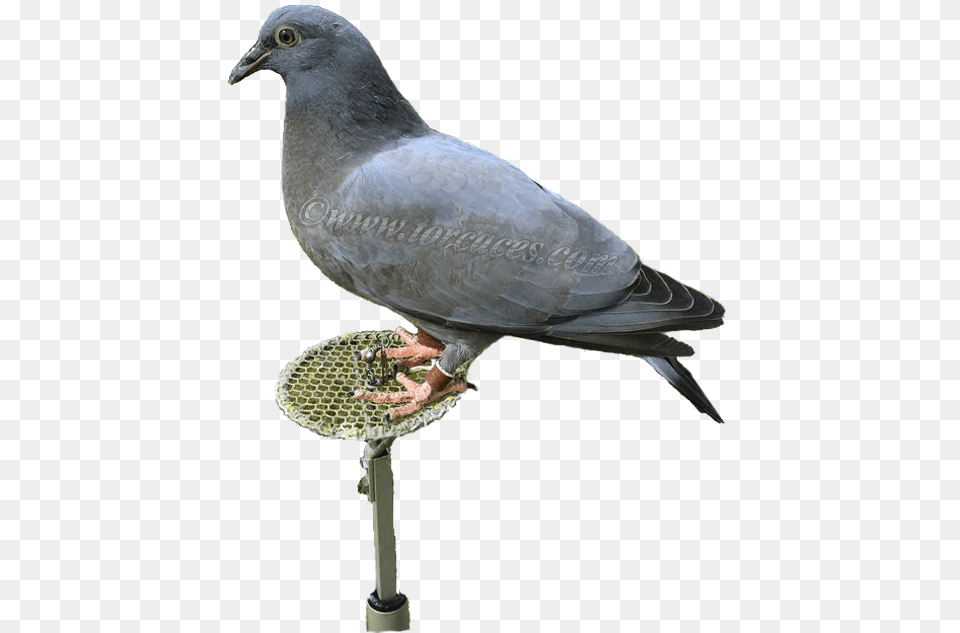 Casalese O Lisa Italiana Stock Dove, Animal, Bird, Pigeon Png