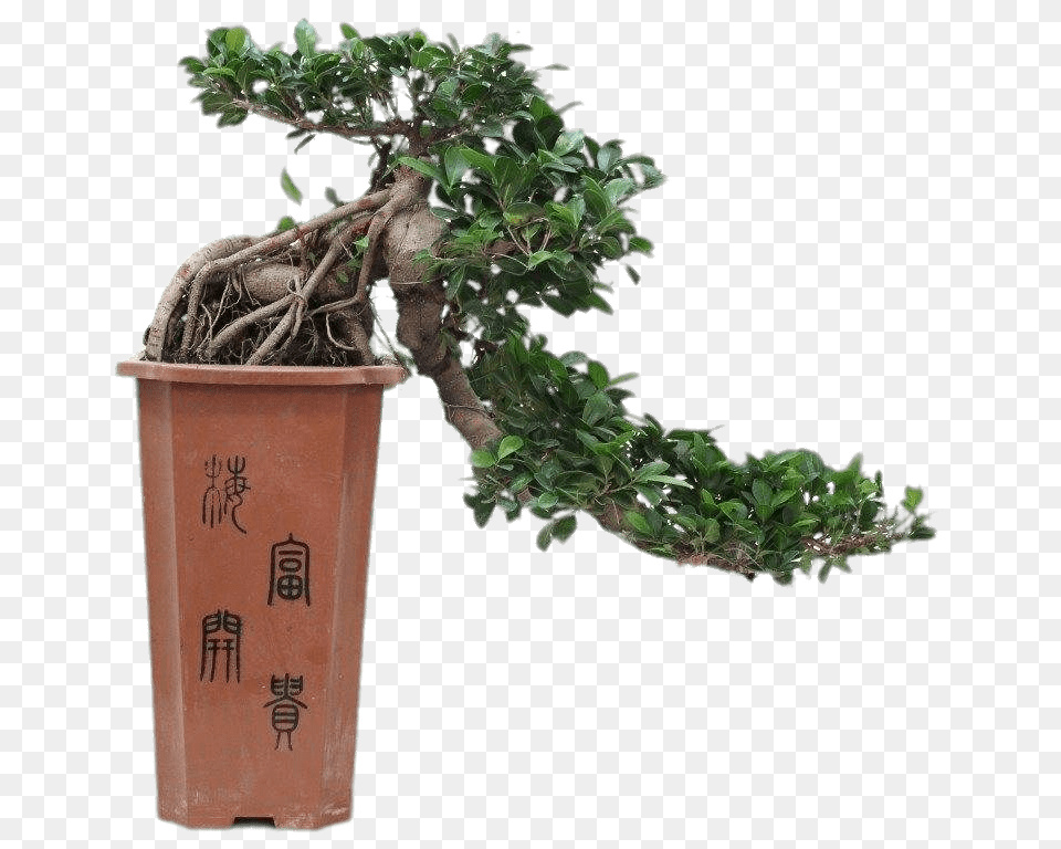 Cascade Bonsai, Plant, Potted Plant, Tree Free Transparent Png