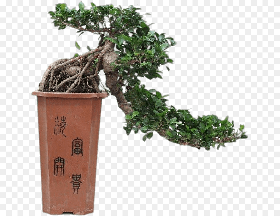 Cascade Bonsai Full Cascade Ficus Bonsai, Plant, Potted Plant, Tree Png