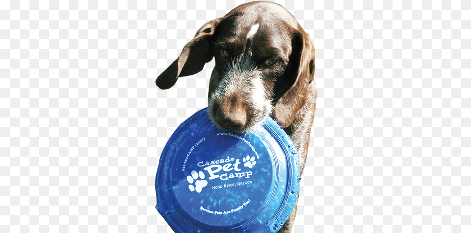 Cascade Pet Camp Is A World Class Lodging Facility Cascade Pet Camp, Frisbee, Toy, Animal, Canine Free Png Download