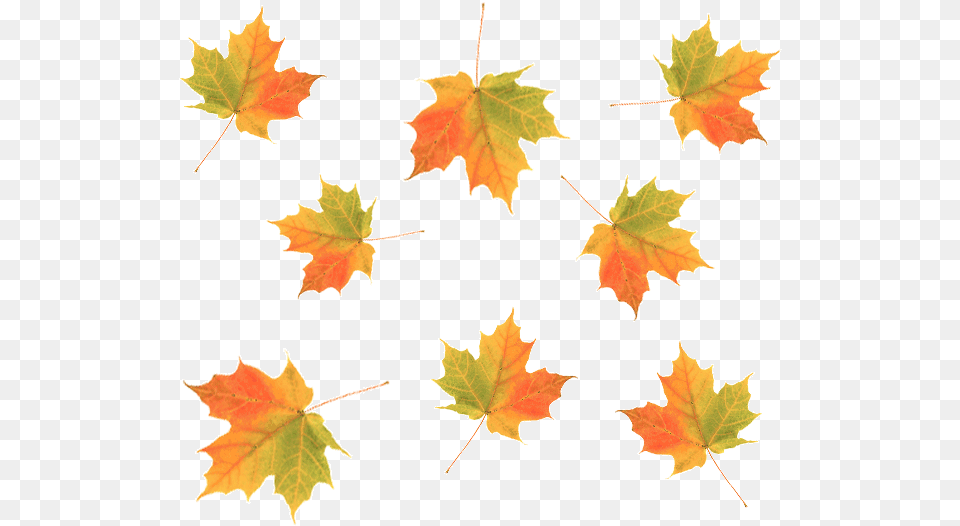 Cascading Maple Fall Leaves, Leaf, Plant, Tree, Maple Leaf Free Png Download