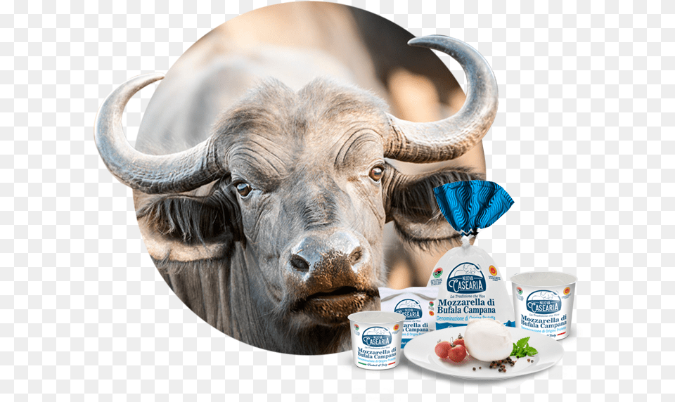 Caseificio Nuova Casearia Bufala, Animal, Buffalo, Wildlife, Mammal Png