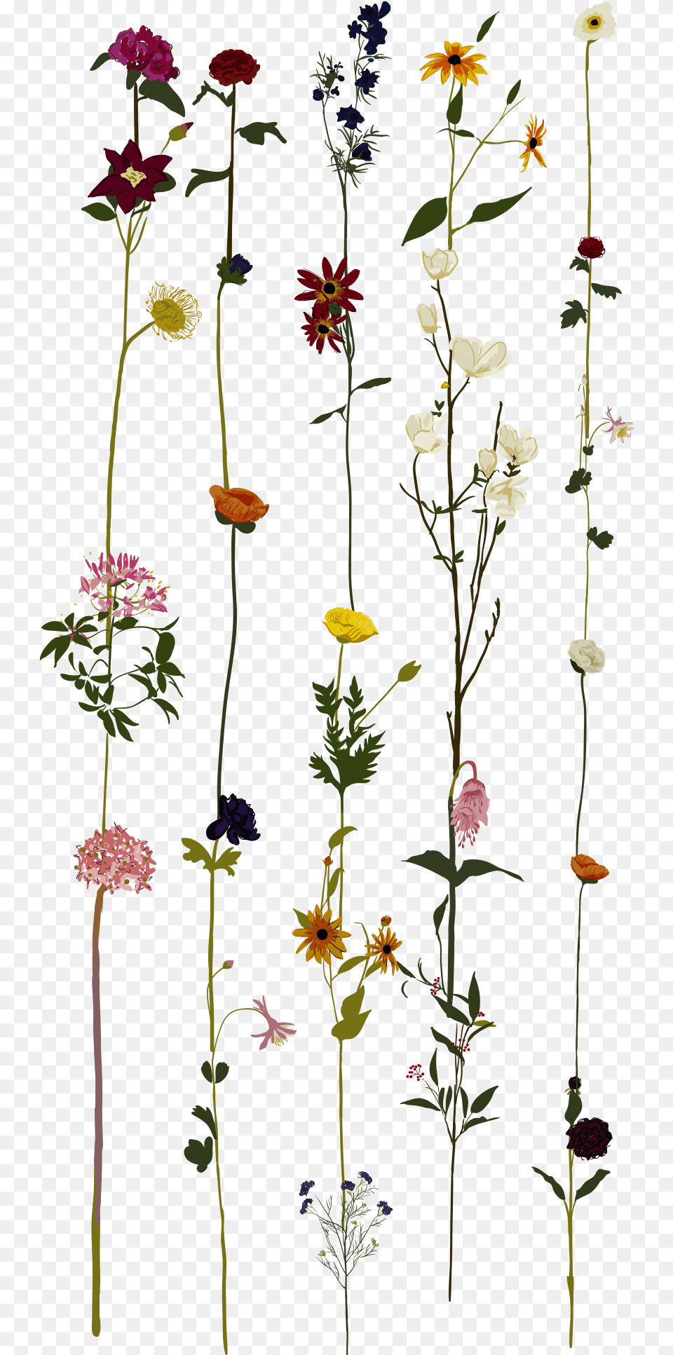 Casetify Floral Case, Plant, Pattern, Flower Arrangement, Flower Free Png Download