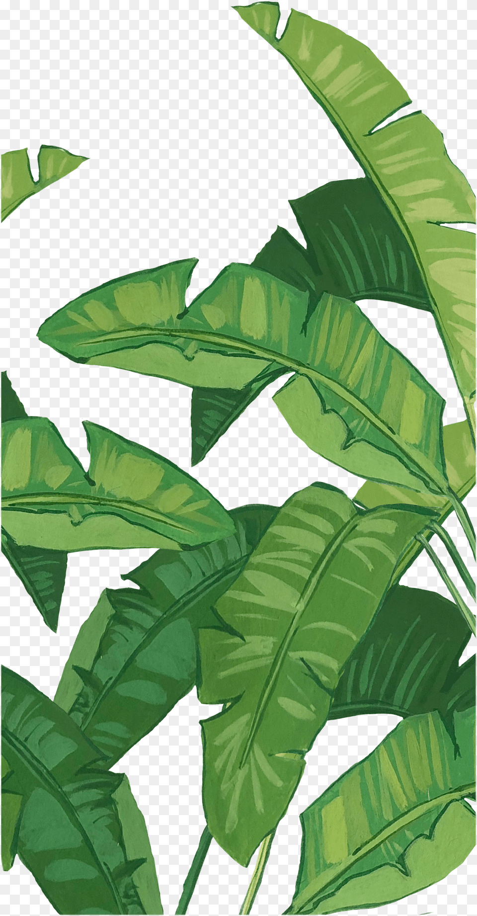 Casetify Iphone Art Design Nature Bananaleaves Illustration Png Image