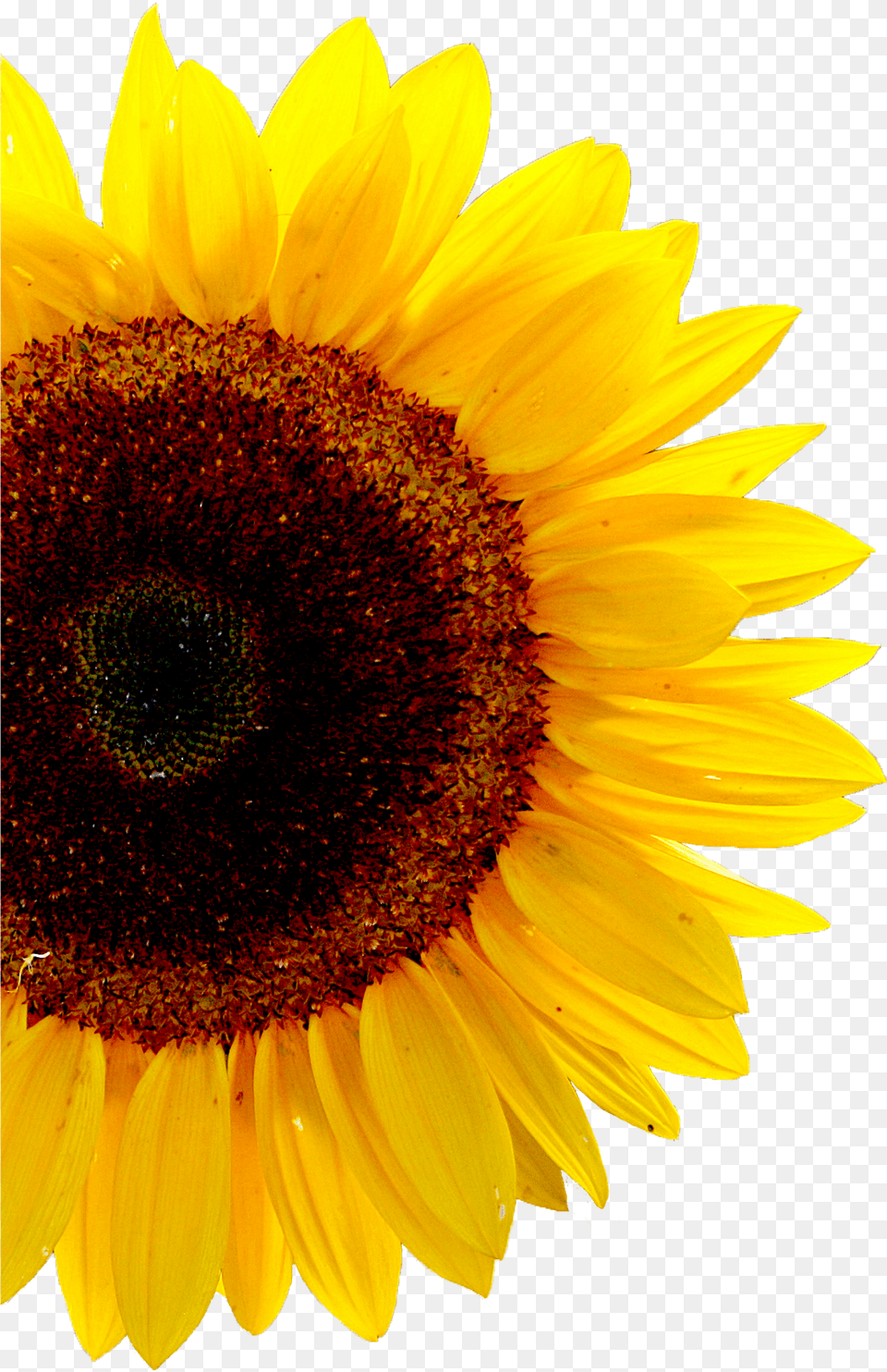 Casetify Sunflower Transparent Background, Flower, Plant Png