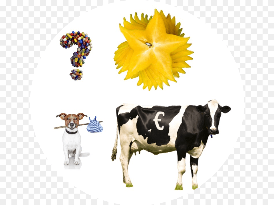 Cash Cow, Animal, Cattle, Mammal, Livestock Free Transparent Png