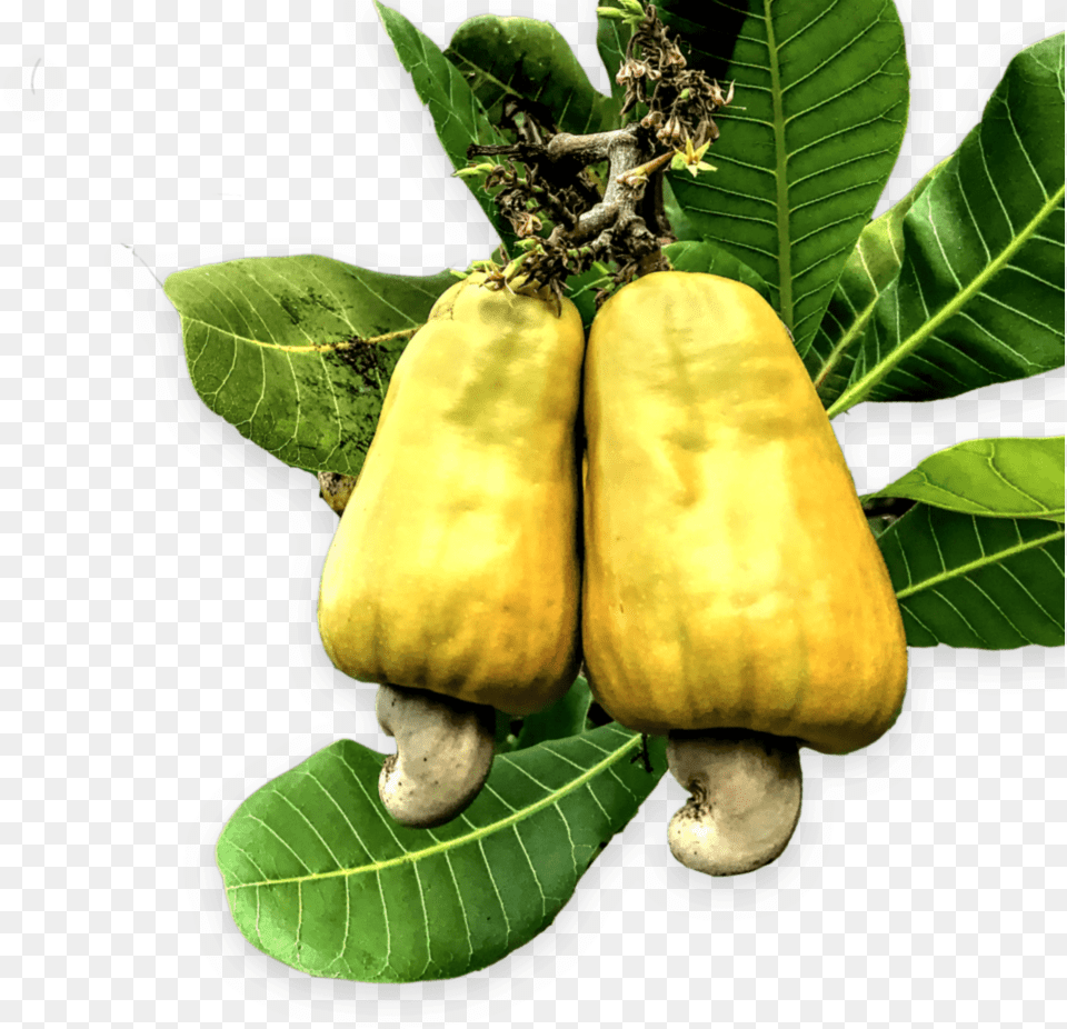 Cashew, Food, Nut, Plant, Produce Png Image