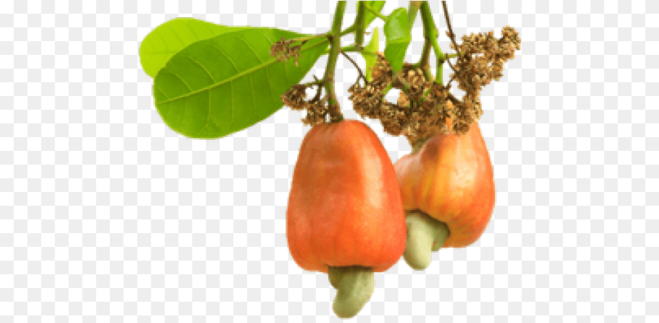 Cashew Images Cashew Nut Tree, Food, Plant, Produce, Vegetable Free Png Download