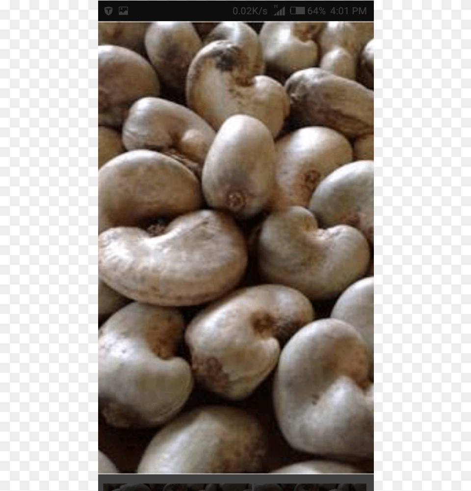 Cashew Nut With Shell, Food, Plant, Produce, Vegetable Free Png Download