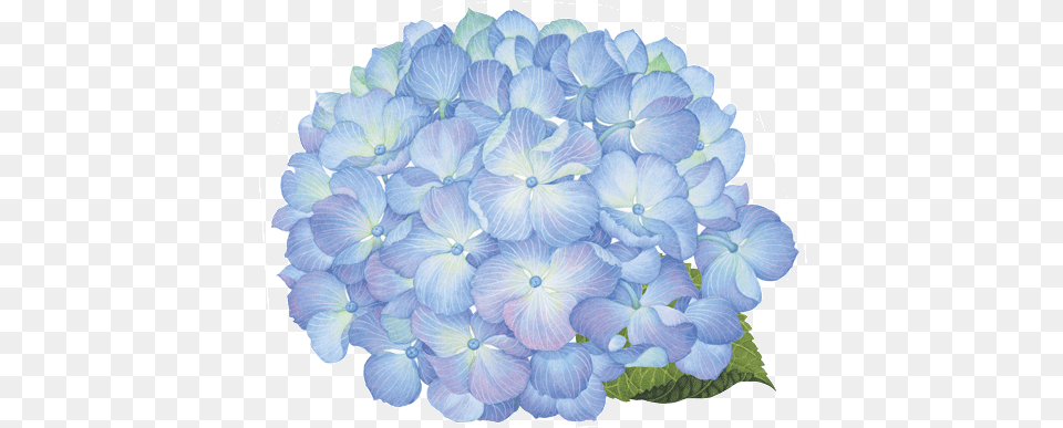 Caspari Hydrangea Floral Round Designer Hydrangea Flower Blue, Anemone, Geranium, Petal, Plant Free Transparent Png