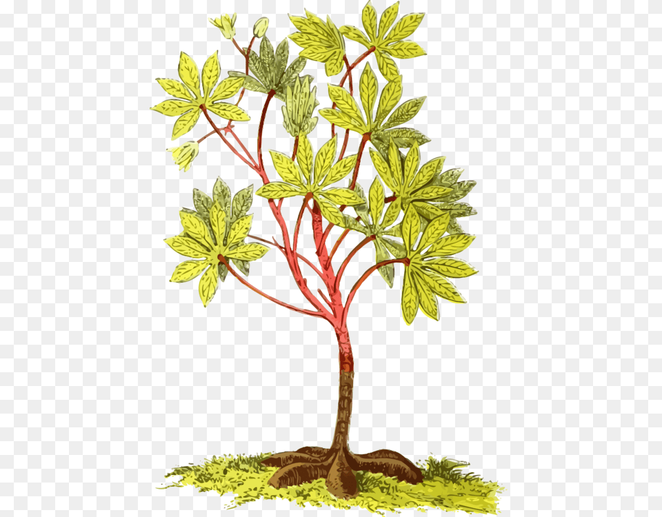 Cassava Root Plants Tapioca Tuber, Leaf, Plant, Tree, Vegetation Free Png Download