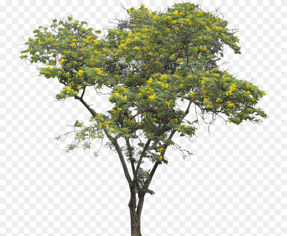 Cassia Siamea Oak, Plant, Tree, Leaf, Flower Free Png