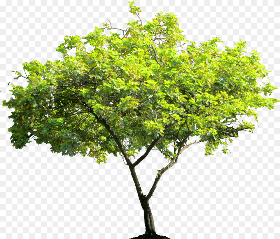 Cassiasurattensis Tree Image Transparent Background Tree, Leaf, Maple, Oak, Plant Free Png