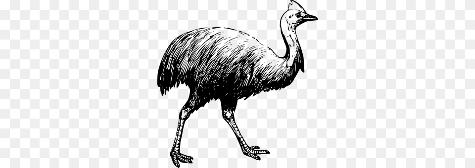 Cassowary Gray Free Png