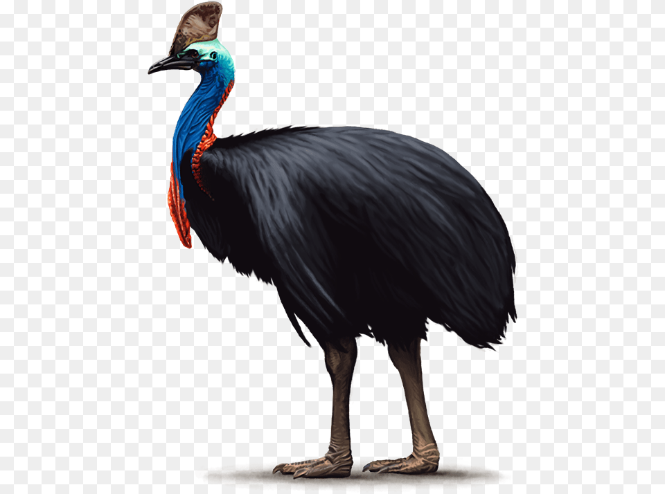 Cassowary Transparent Background, Animal, Beak, Bird, Emu Free Png