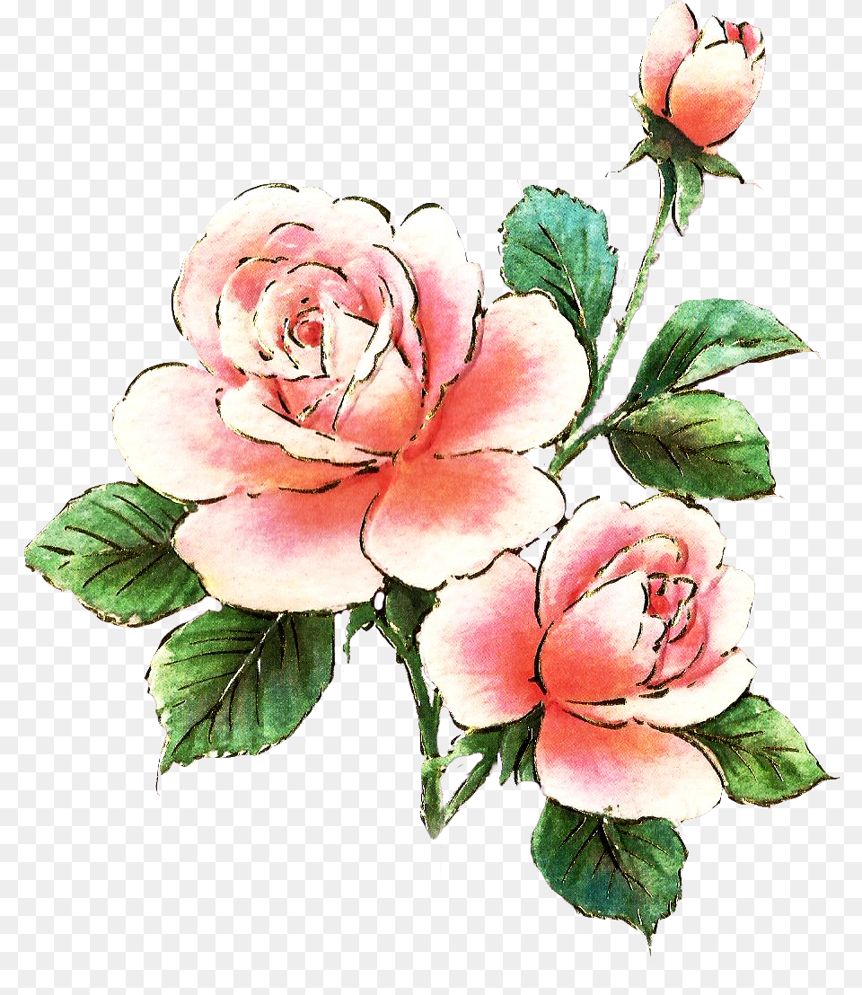 Castillian Rose Clipart Jpg Roses Pink Rose Clipart, Flower, Plant, Petal, Art Free Png Download