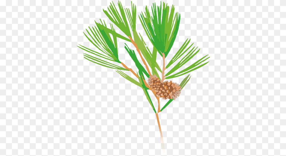 Casuarina Tree Pond Pine, Conifer, Plant, Larch Free Png