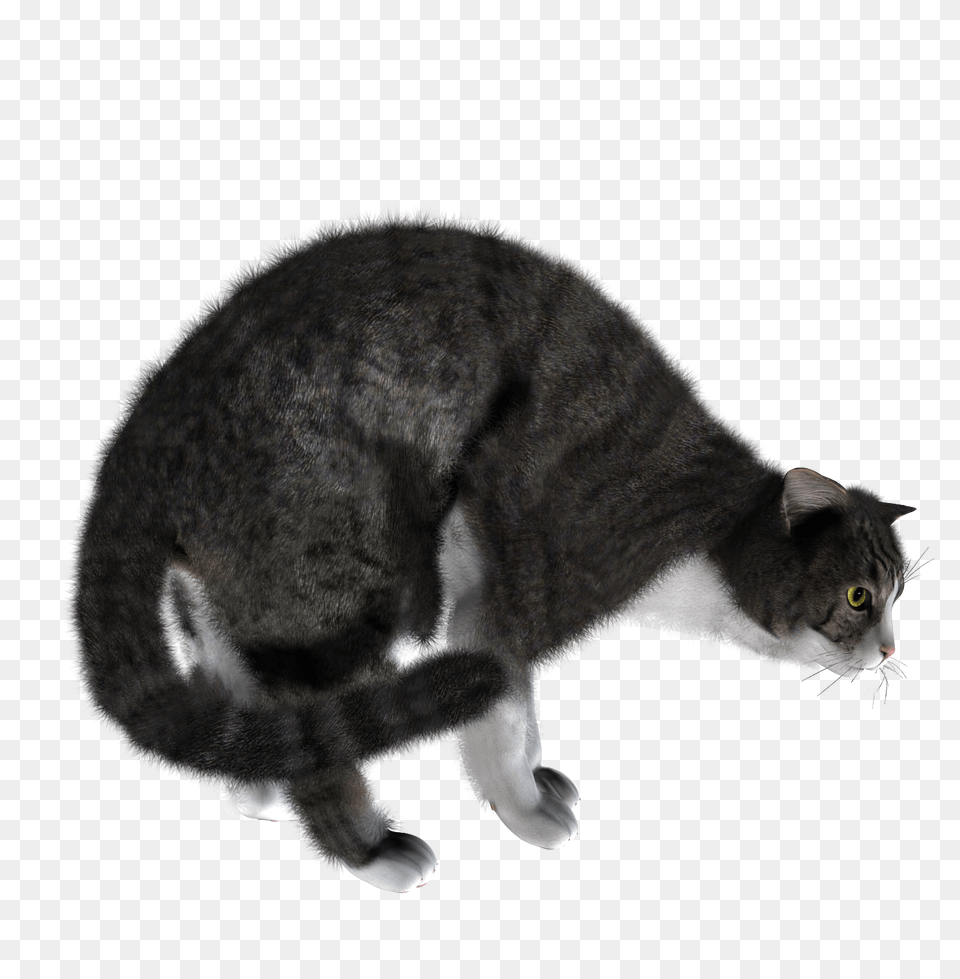 Cat, Animal, Mammal, Manx, Pet Free Png