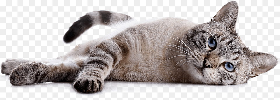 Cat, Animal, Mammal, Pet, Manx Png Image