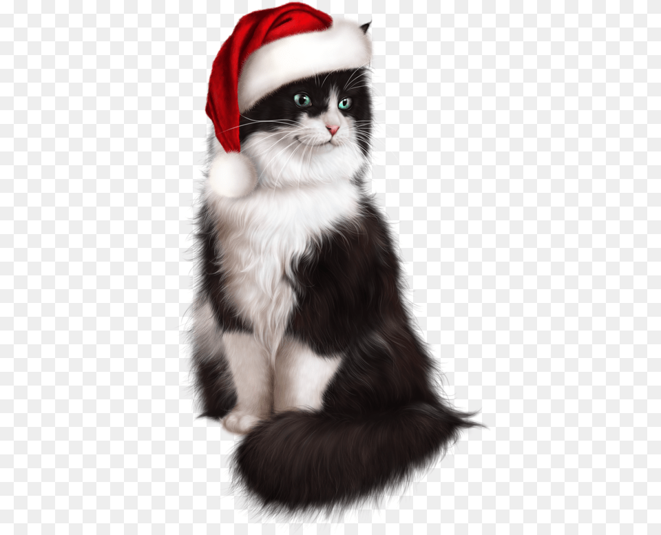 Cat, Animal, Kitten, Mammal, Pet Free Transparent Png