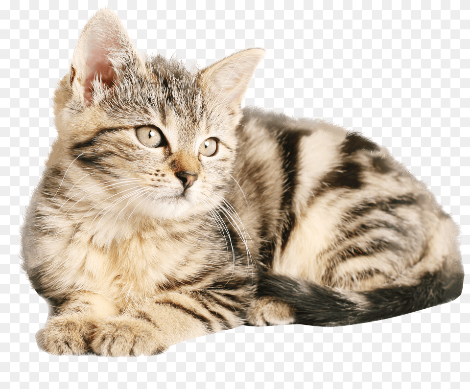 Cat Free Png Download