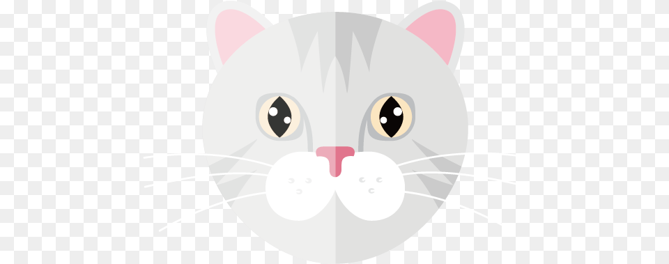 Cat, Baby, Person, Animal, Pet Free Png