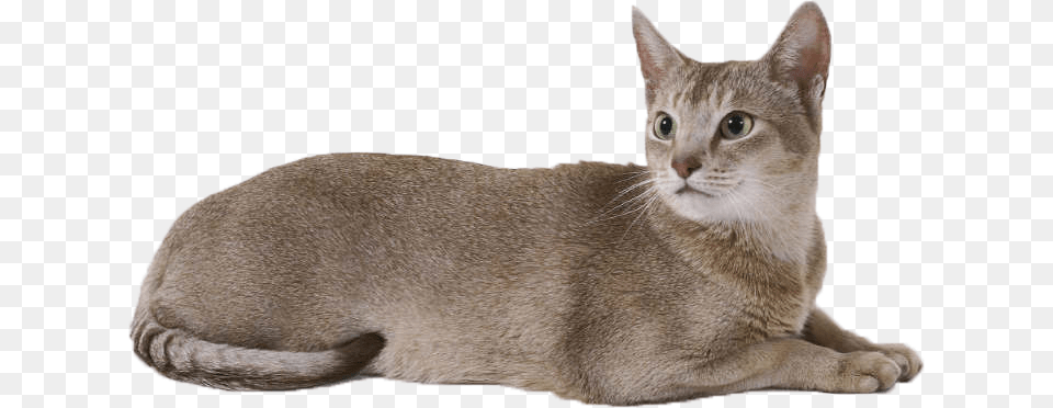 Cat, Abyssinian, Animal, Mammal, Pet Png Image