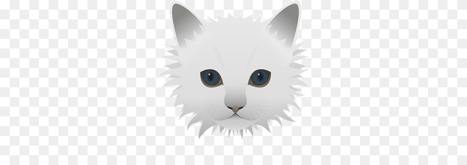 Cat Angora, Animal, Mammal, Pet Free Png