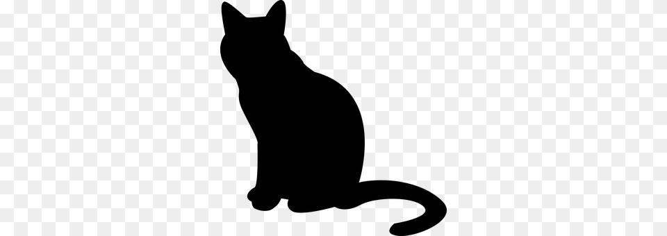 Cat Gray Png Image