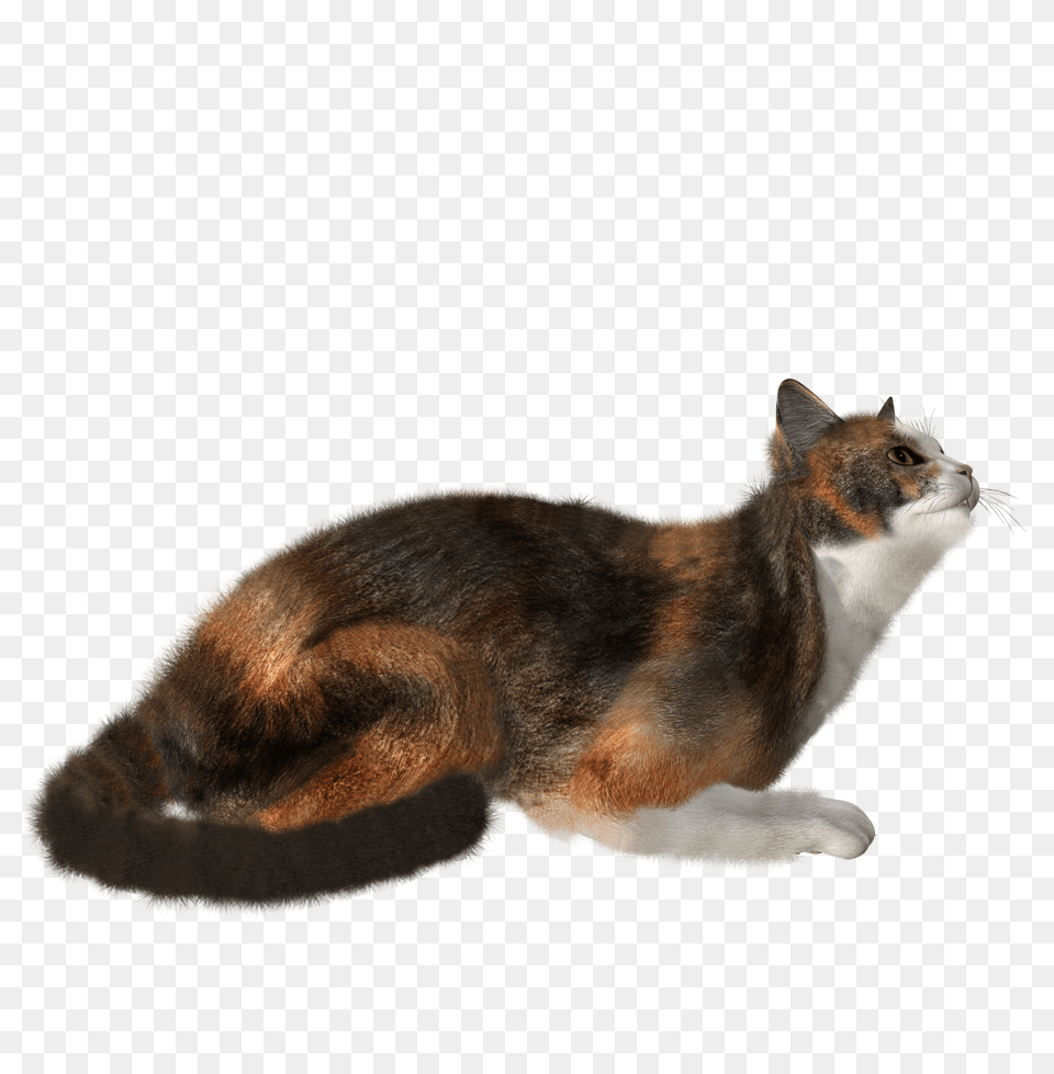 Cat, Animal, Mammal, Manx, Pet Free Transparent Png