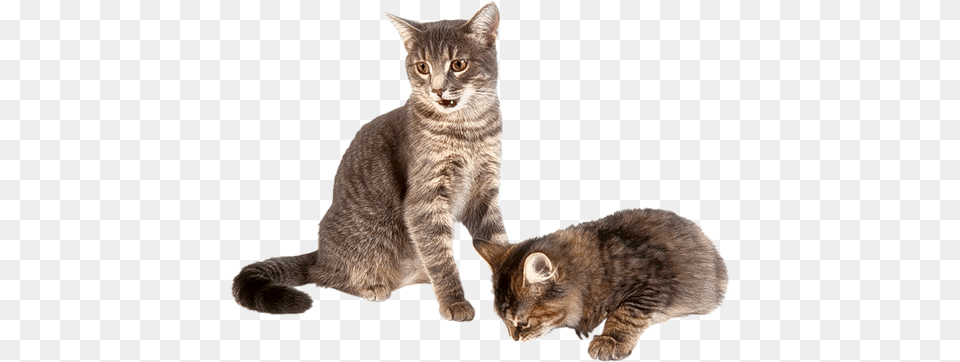 Cat, Animal, Mammal, Manx, Pet Png Image