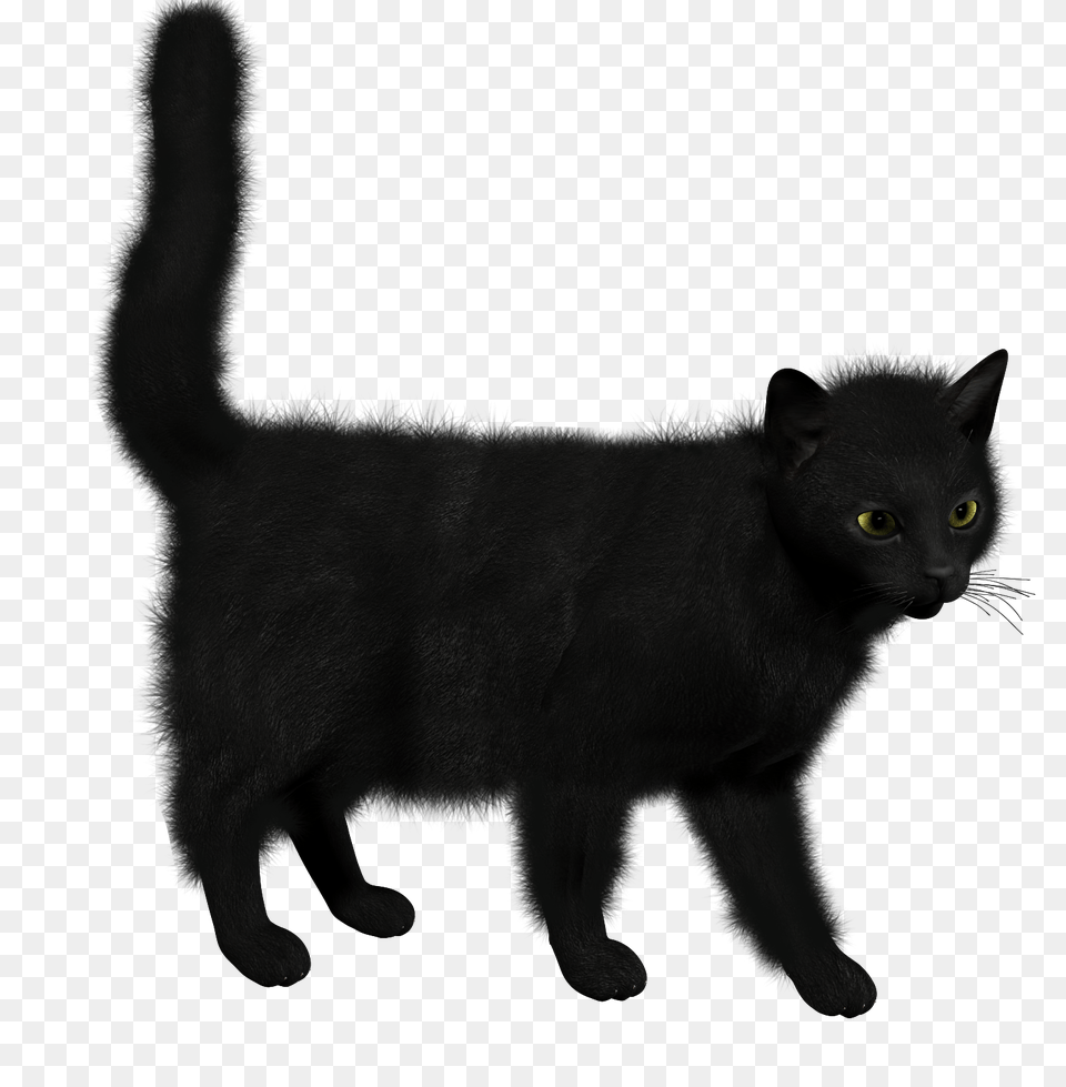 Cat, Animal, Mammal, Pet, Black Cat Png