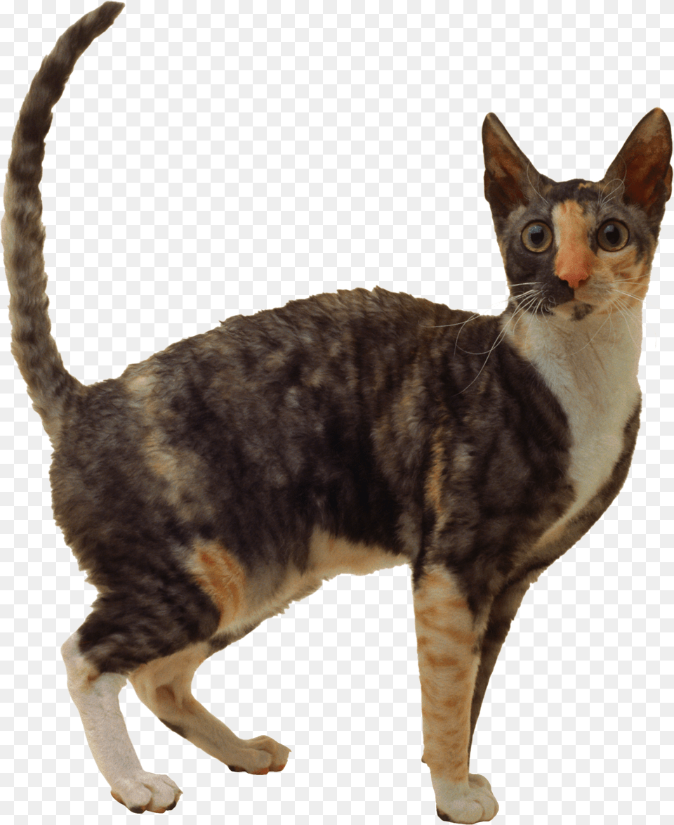 Cat, Animal, Mammal, Manx, Pet Free Png