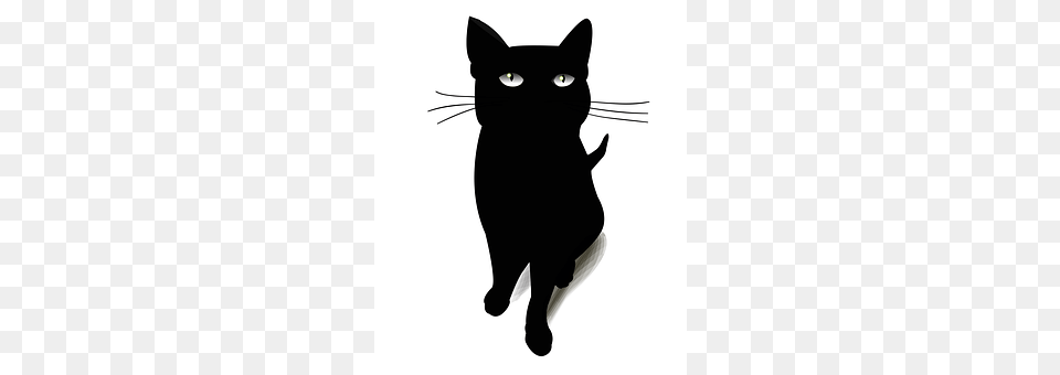 Cat Animal, Mammal, Pet, Black Cat Png Image