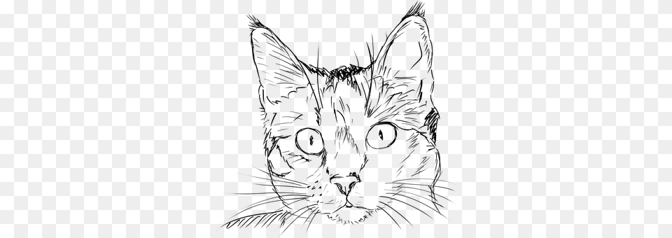 Cat Gray Png Image