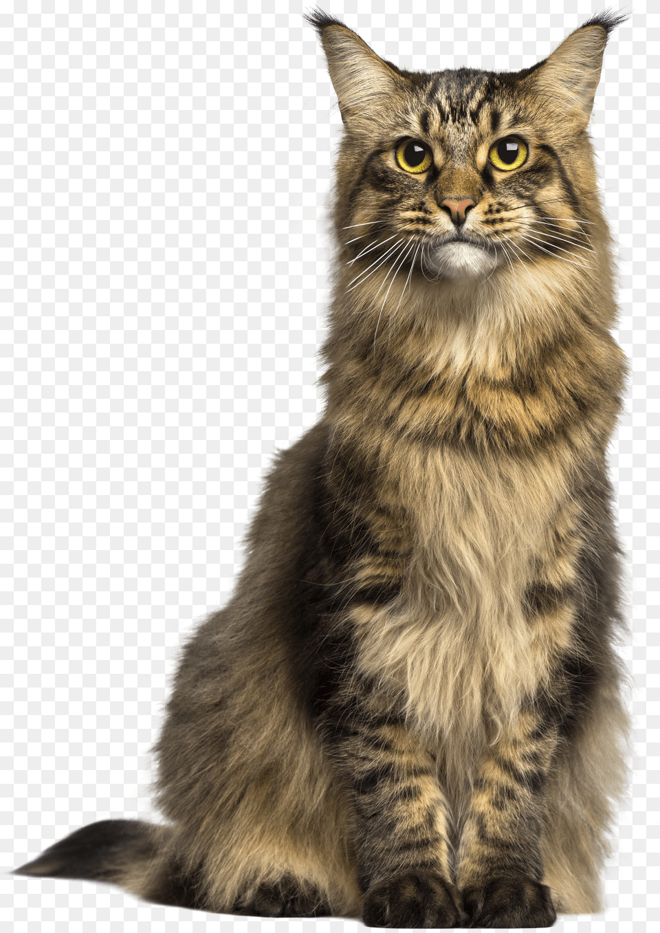 Cat Free Transparent Png