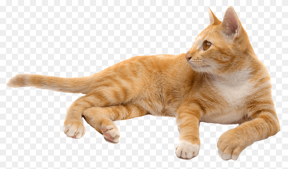 Cat, Animal, Mammal, Manx, Pet Free Transparent Png