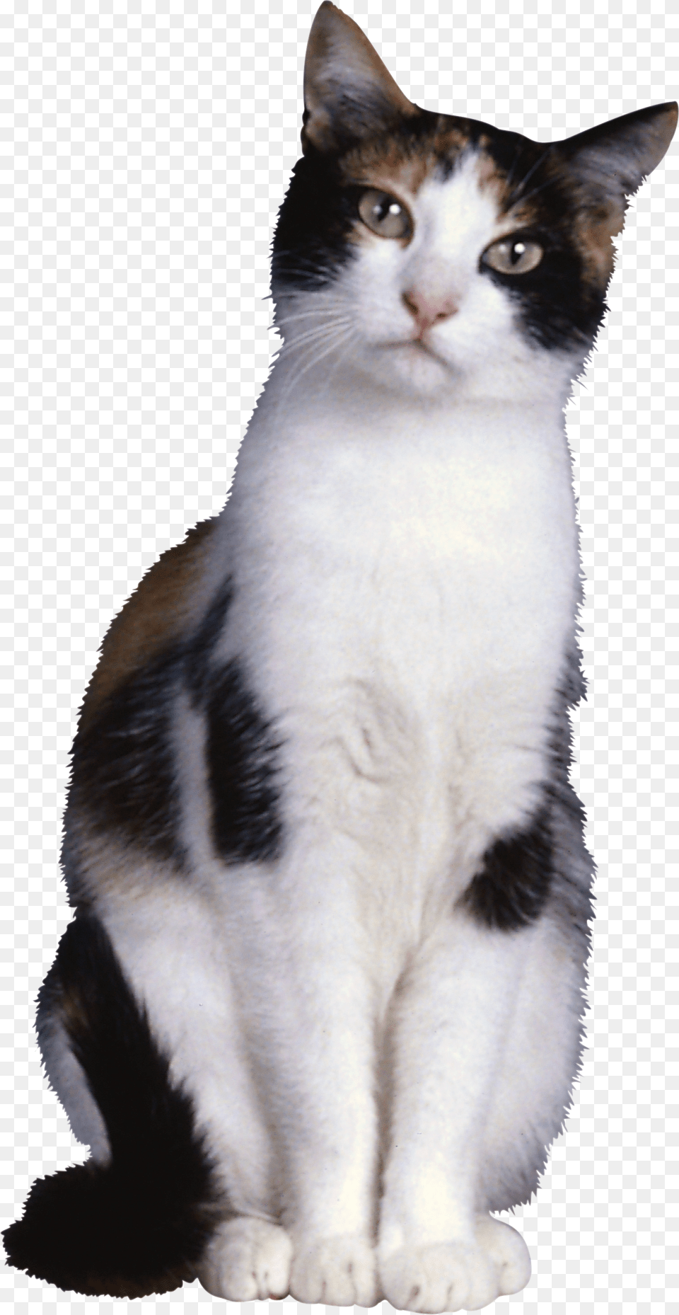 Cat, Animal, Mammal, Manx, Pet Free Png Download