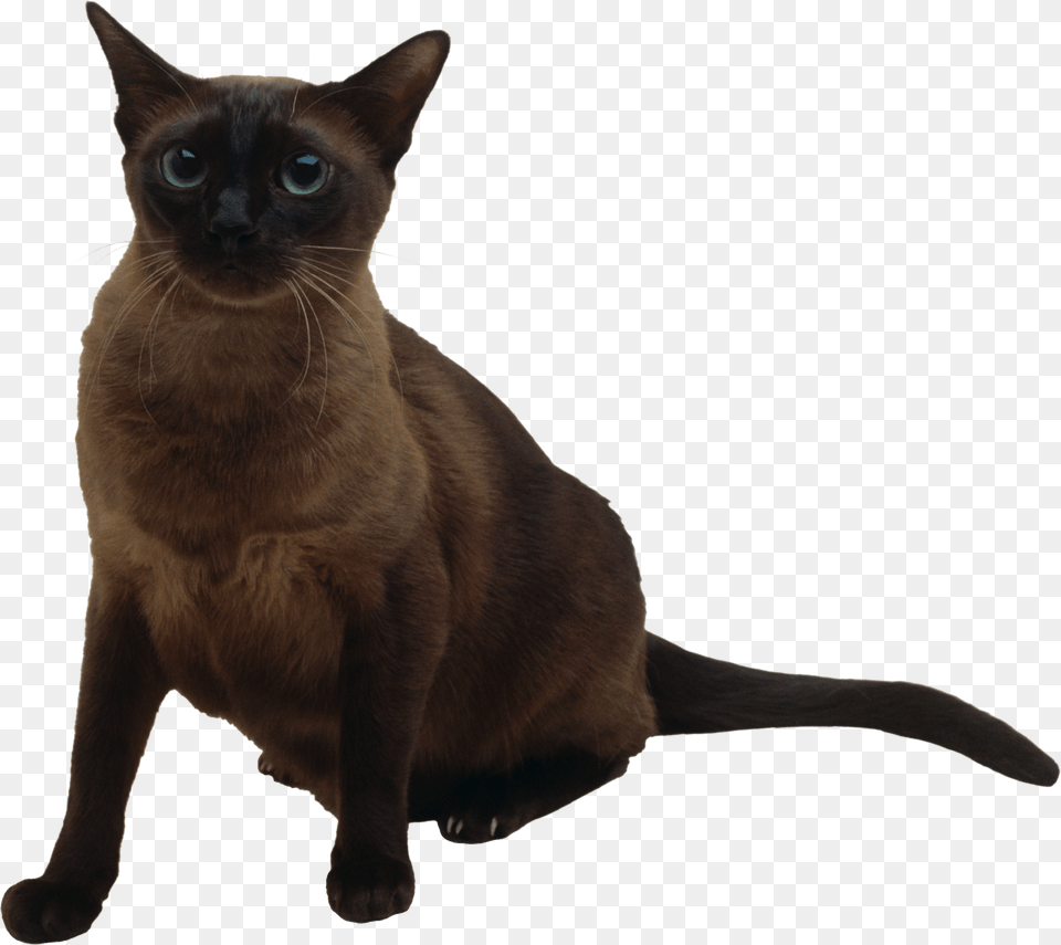 Cat, Animal, Mammal, Pet Free Png Download